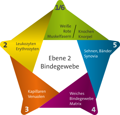 5-elemente-system-bindegewebe