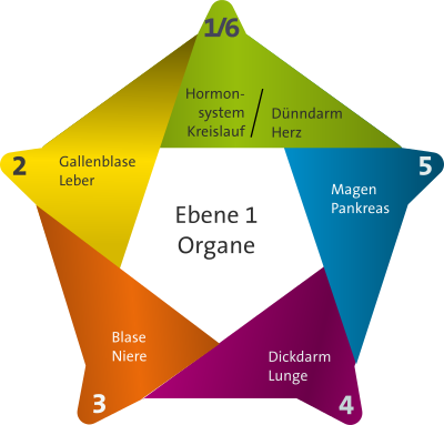 5-elemente-system-organe